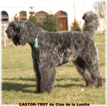 bouvier des flandres du clos de la luette - copyright d&eacute;pos&eacute;